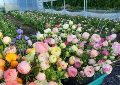 bp pelouses serres noville magasin gazon fleur local flower saison 11 scaled