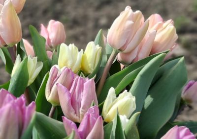 bp pelouses serres noville magasin gazon fleur local flower saison 4 scaled